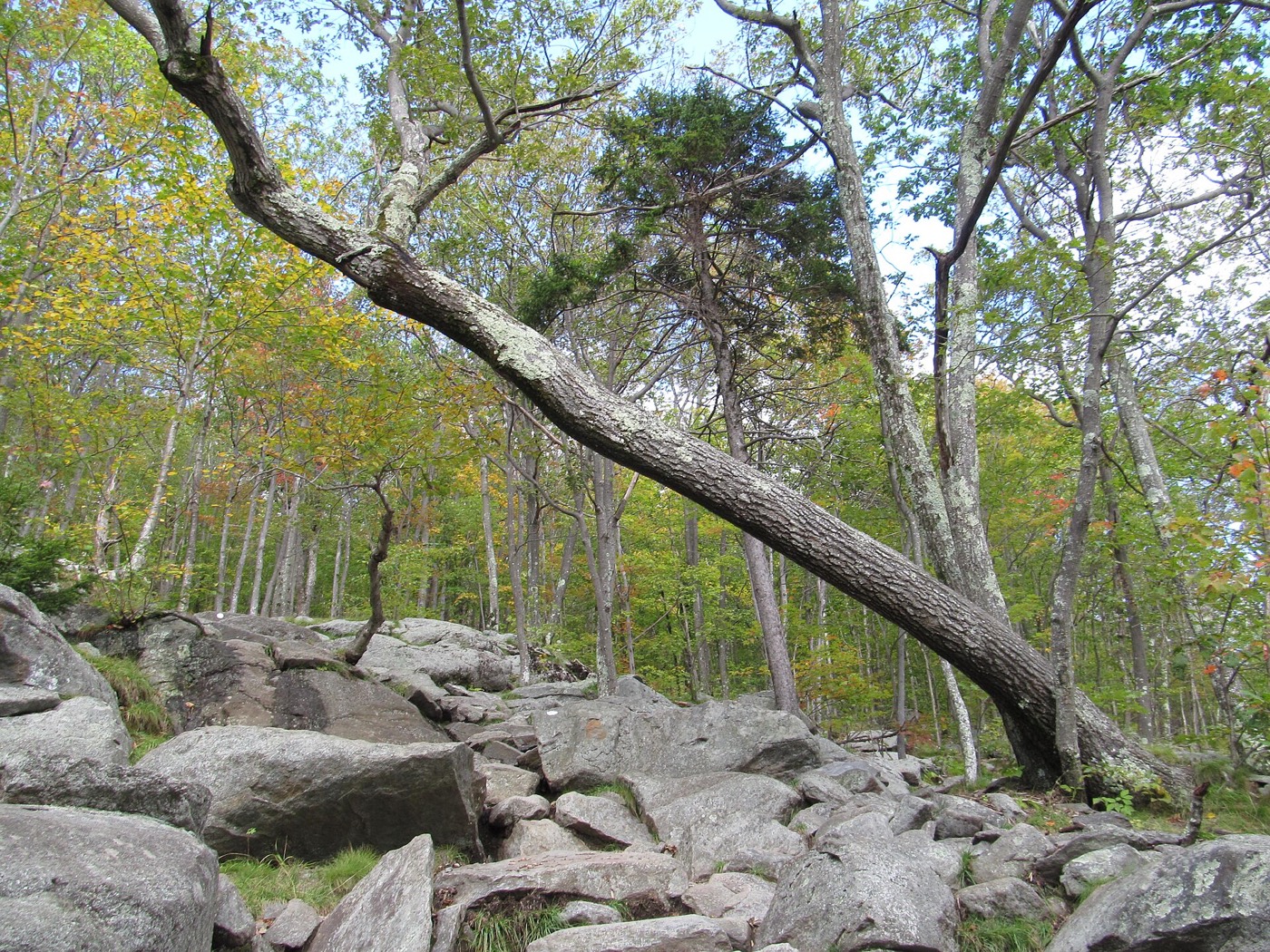 Rocky trail through early autumn woods on Mount Monadnock