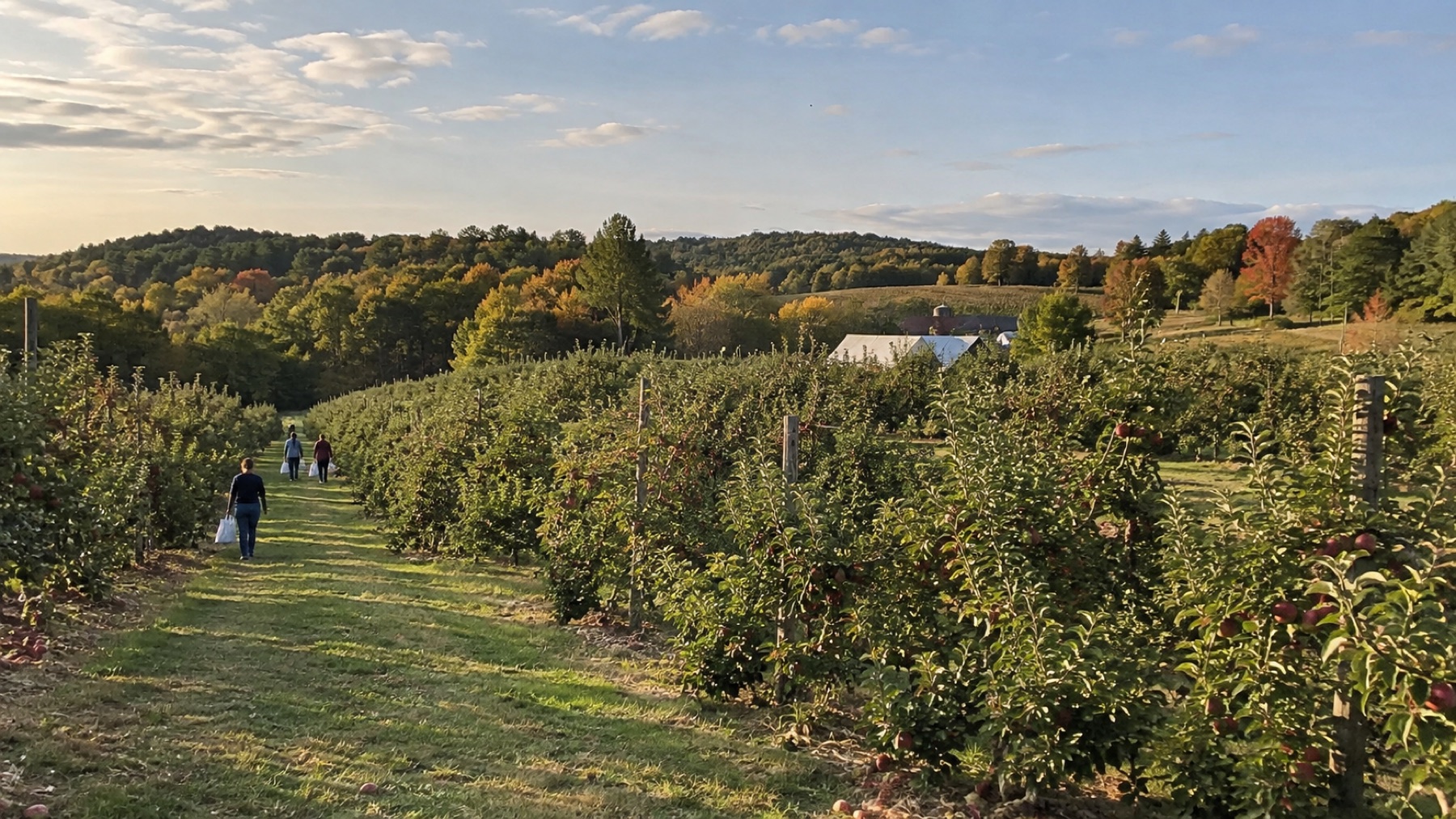 Illustrative view down rows of apple trees in a New England orchard